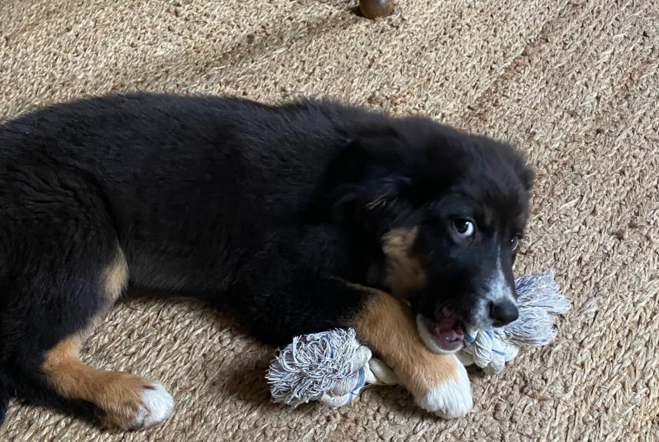 Fundmeldung Hund Weiblich Vendes Frankreich Fundmeldung Hund Weiblich Vendes Frankreich