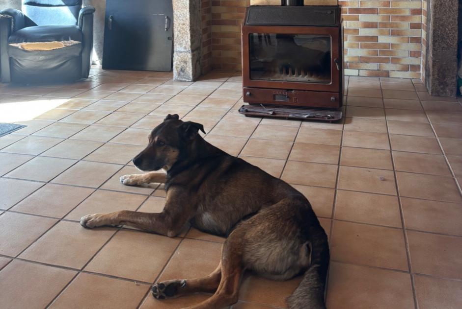 Alerta de Desaparición Perro cruce  Macho , 10 años Verson Francia