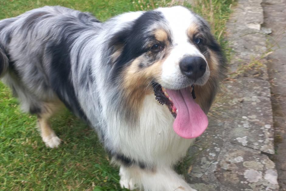 Alerta de Hallazgo Perro Desconocido Thury-Harcourt-le-Hom Francia Alerta de Hallazgo Perro Desconocido Thury-Harcourt-le-Hom Francia