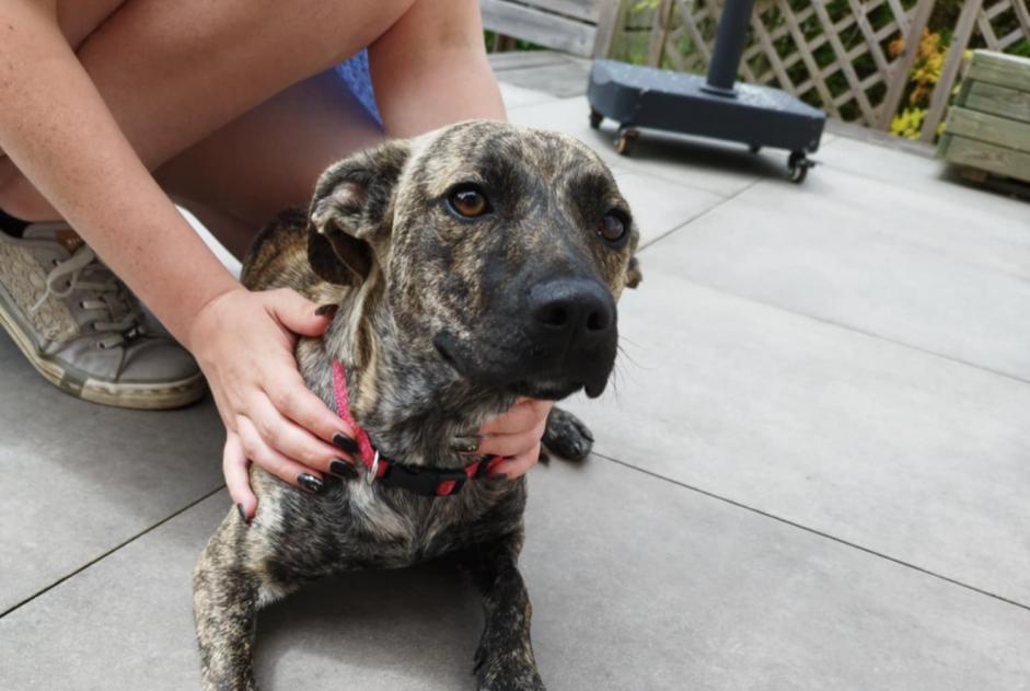 Alerta de Hallazgo Perro cruce Hembra Ifs Francia Alerta de Hallazgo Perro cruce Hembra Ifs Francia