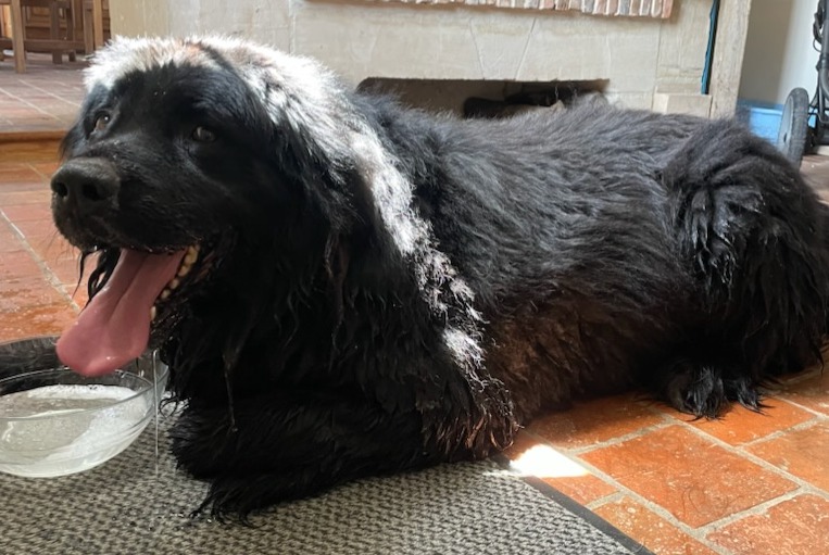 Alerta de Hallazgo Perro Desconocido Le Pré-d'Auge Francia Alerta de Hallazgo Perro Desconocido Le Pré-d'Auge Francia