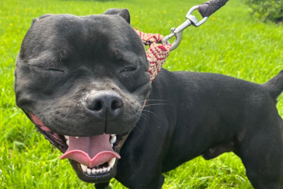Alerte Découverte Chien  Mâle Clécy France