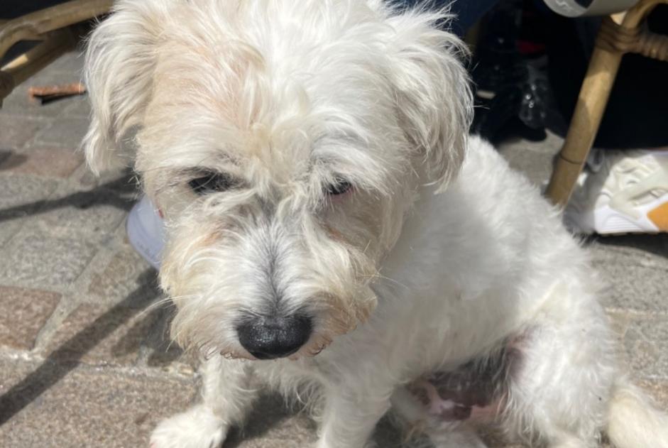 Alerta descoberta Cão  Macho Ouistreham France
