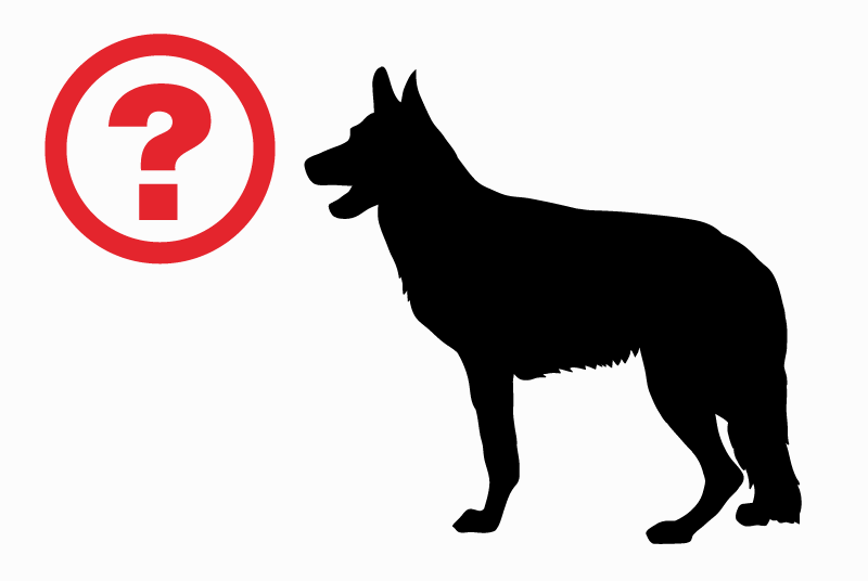 Ontdekkingsalarm Hond Onbekend Banville Frankrijk